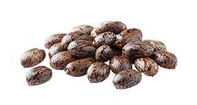 Beans Back