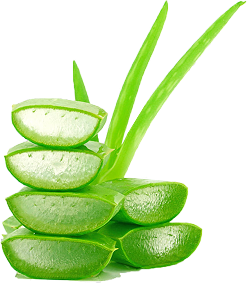 Aloe Front