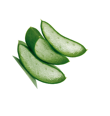 Aloe Back